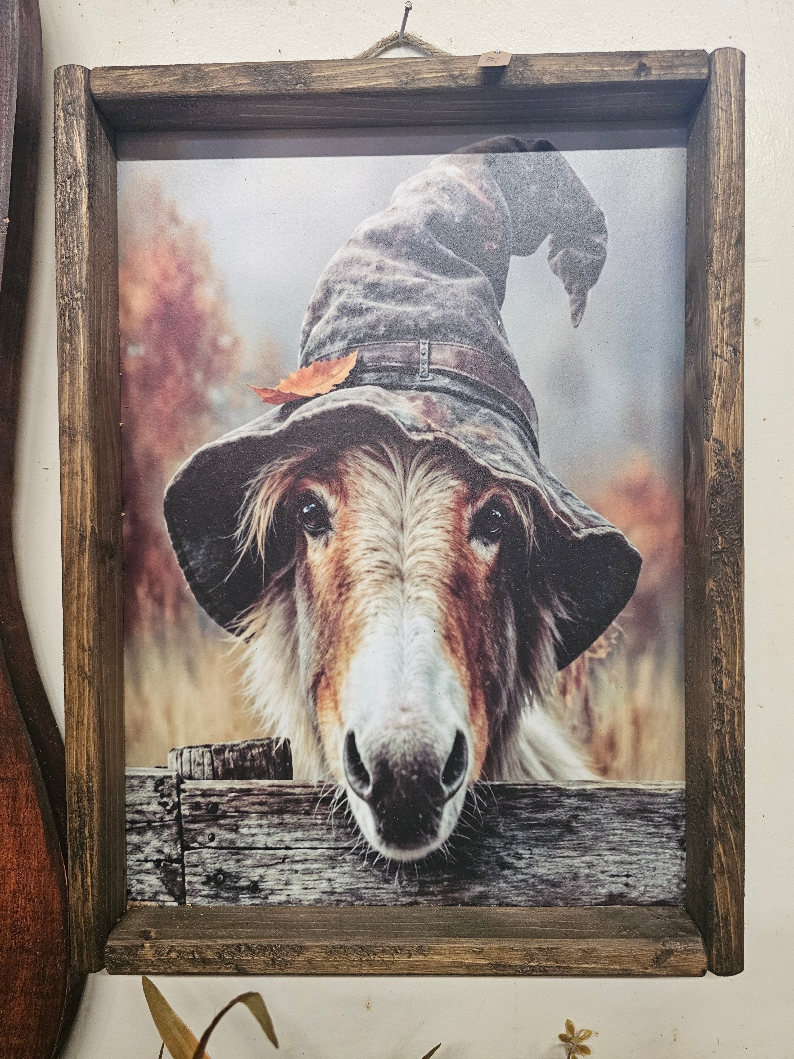 Those Eyes Fall Donkey Picture